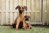 RODESIAN RIDGEBACK 225
